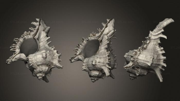 Статуэтки животных (Морская Раковина, STKJ_2452) 3D модель для ЧПУ станка